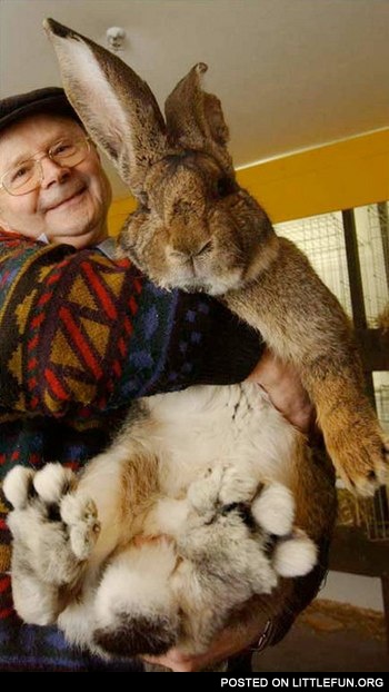Giant rabbit