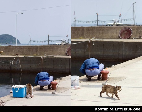 Cunning cat