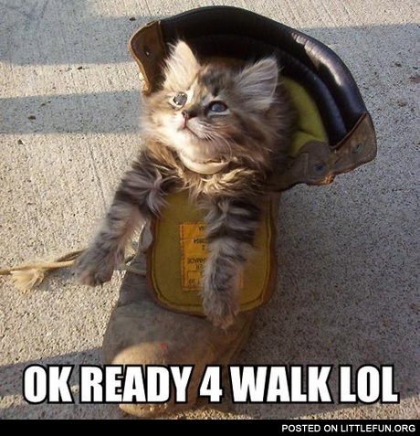 Cat in the shoe