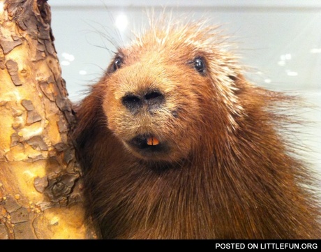 WTF beaver