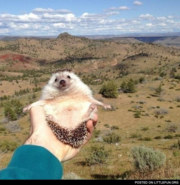 Traveling hedgehog