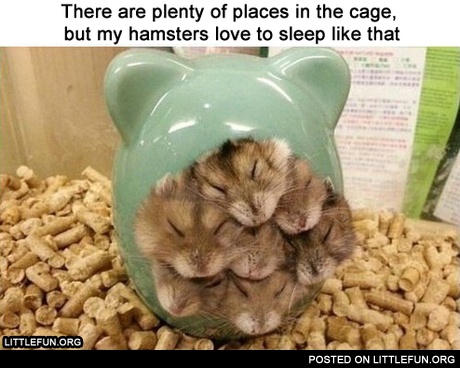 There are plenty of places in the cage, but my hamsters love to sleep like that