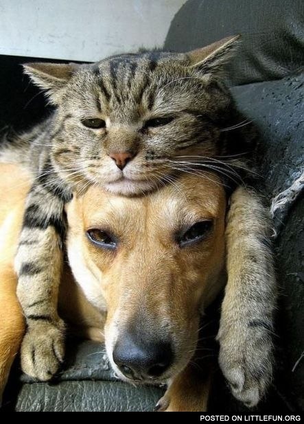 Cat hat