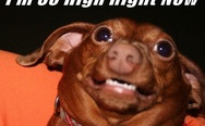 High dog