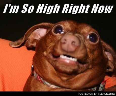 High dog