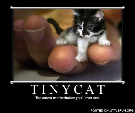 Tiny cat