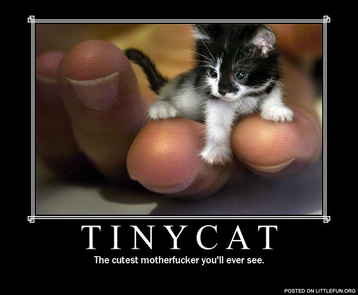 Tiny cat