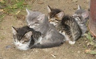 Sleeping kittens
