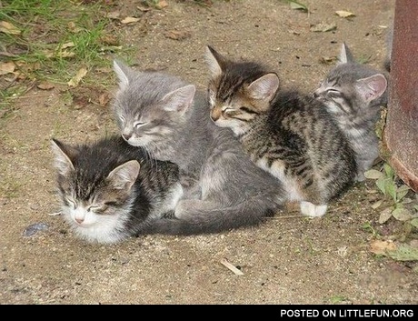 Sleeping kittens