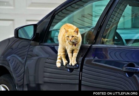 Equilibrist cat