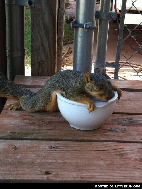 "I'm full", - Squirrel