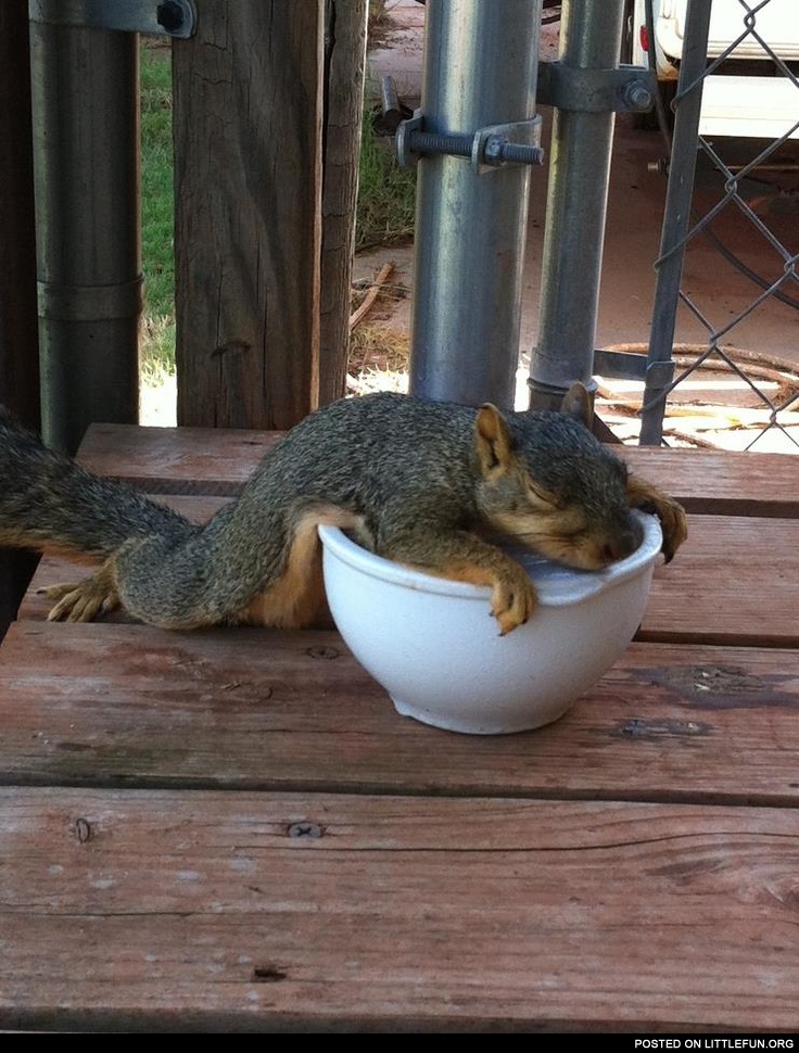 "I'm full", - Squirrel