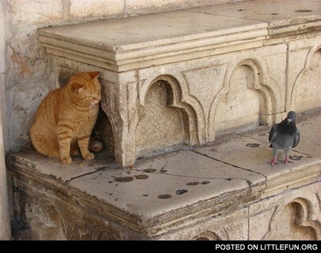 Ambush. Cat and dove.