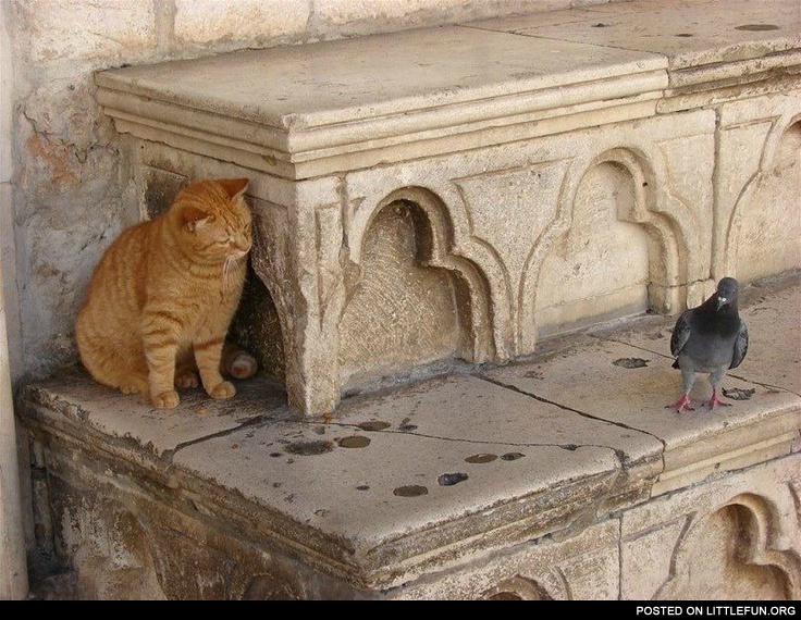 Ambush. Cat and dove.
