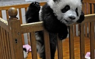Nothing to do here. Panda.
