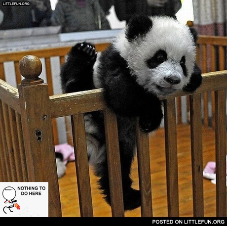 Nothing to do here. Panda.