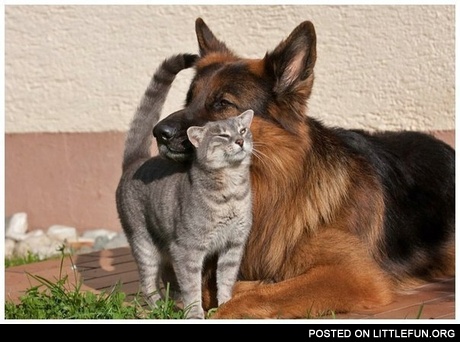Cat and dog