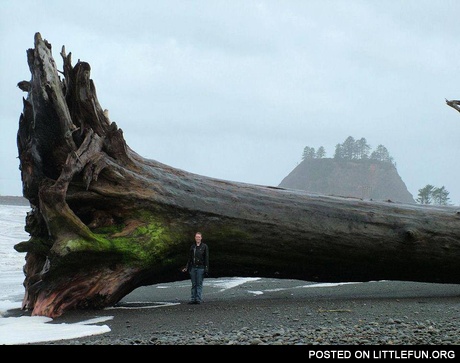 Driftwood at La Push, Washington