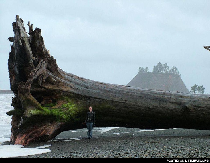 Driftwood at La Push, Washington