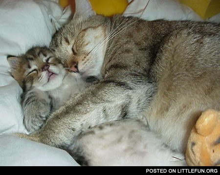 Sleeping cats