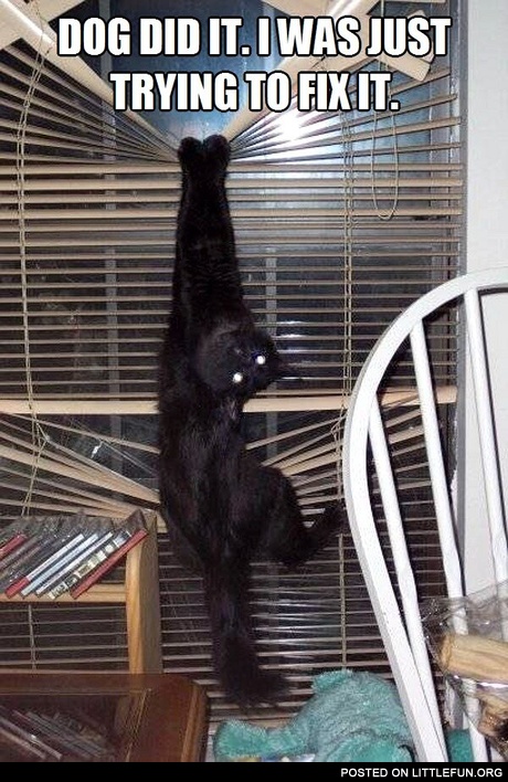 Dog did it