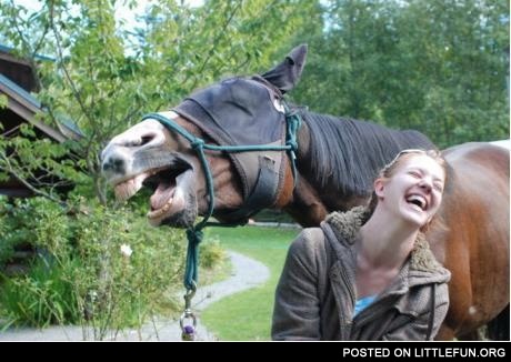 Laughing horse