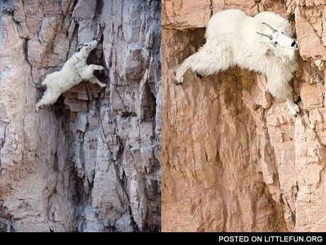 Crazy goat