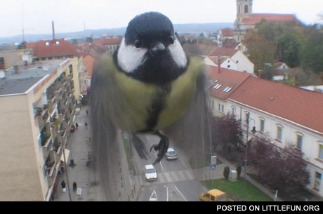 The bird outside the window. Perfect timing.