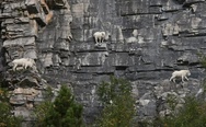 Goats climbers