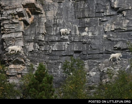 Goats climbers