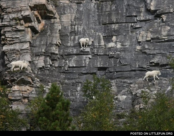 Goats climbers