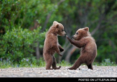 Baby bears fight