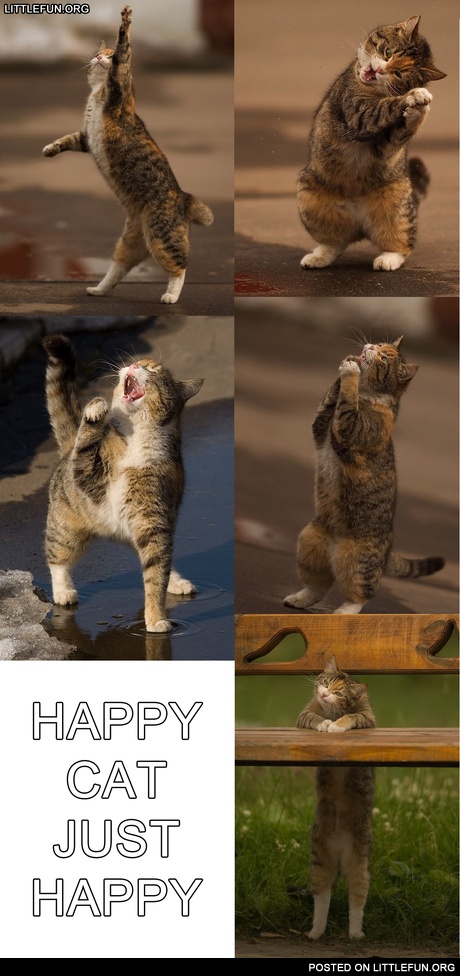 Happy cat just happy