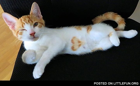 Cat with a heart shape on his belly