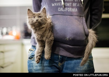 Pocket cat