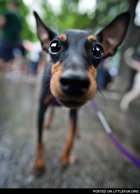 Funny dog