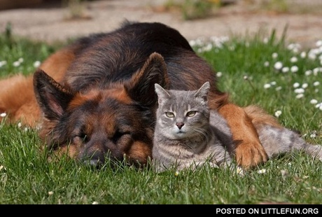 Cat and dog buddies