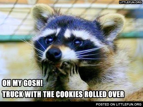 Shocked raccoon
