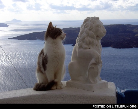 Cat lion