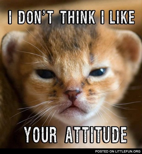 I don't like your attitude