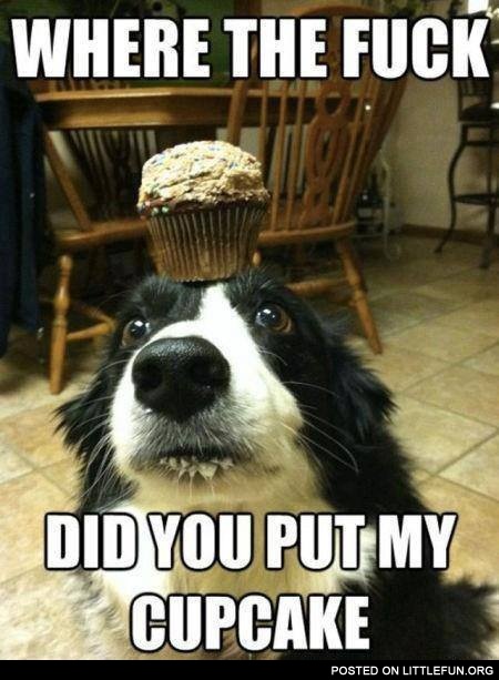 Where is my cupcake?