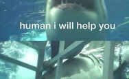 Shark will help you