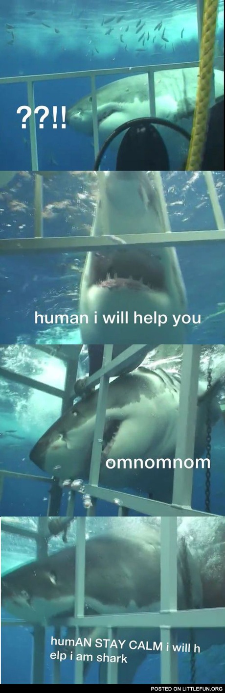 Shark will help you
