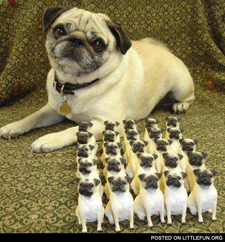 Little pug army