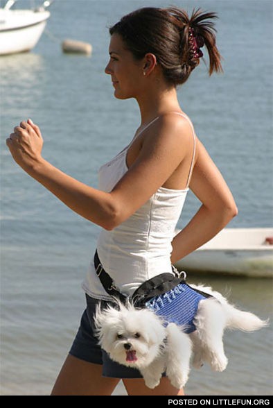Pocket dog