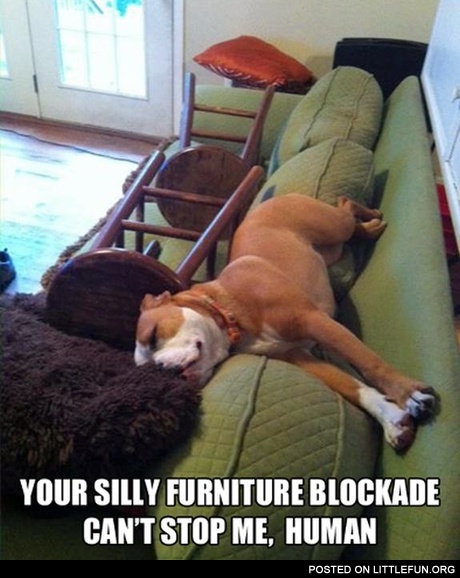 Dog on the couch