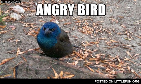 Angry bird