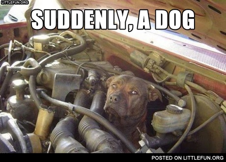 Suddenly, a dog