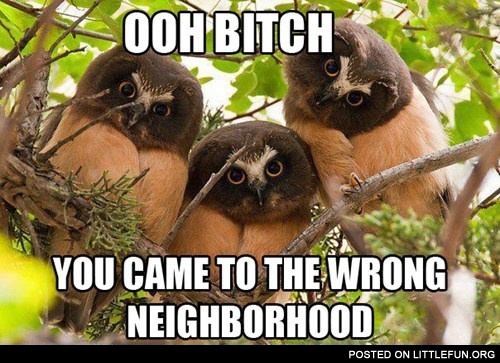 Angry owls