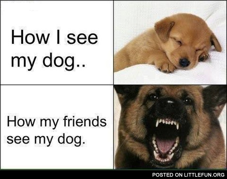 How I see my dog